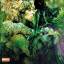 John Mayall: Blues From Laurel Canyon