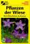 Alfred Handel: Pflanzen der Wiese. Nach 