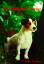 Brian Plummer: Jack Russell Terrier