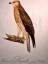 gebrauchtes Buch – Susemihl, Johann Conrad  – Der Wespen-Bussard (junges) Weibchen. Falco apivorus. Linn.  Altkolorierter Kupferstich wohl aus *Teutsche Ornithologie, oder Naturgeschichte aller Vögel Teutschlands in ... – Bild 1