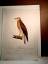 gebrauchtes Buch – Susemihl, Johann Conrad  – Der Wespen-Bussard (junges) Weibchen. Falco apivorus. Linn.  Altkolorierter Kupferstich wohl aus *Teutsche Ornithologie, oder Naturgeschichte aller Vögel Teutschlands in ... – Bild 2