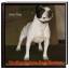 Dieter Fleig: Staffordshire Bull Terrier