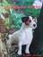 Brian Plummer: Jack Russell Terrier (2. 