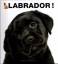 Araldo De, Luca: LABRADOR - Fotografien 