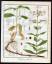 antiquarisches Buch – "Saponaria officinalis" - Gewöhnliches Seifenkraut soapwort Kräuter herbal – Bild 1