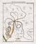 antiquarisches Buch – Rösel von Rosenhof, August Johann  – Historiae Polyporum Tab LXXVIII" - Nesseltier Polyp Polypen polyps cnidarian aus: "Der Monatlich-herausgegebenen Insecten-Belustigung. – Bild 1