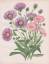 Robinson, William (1838-1935): "1. Aster