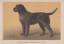 Orig. kolorierter Holzstich - Hunde - St