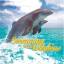 Swimming with Dolphins (UK Import)