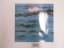 PACIFIC: SURFACING [ Vinyl-LP, Pila Musi