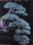 4x bonsai kunst. fachmagazin für bonsai und suiseki PLUS BONSAI CAPOLAVORI - Nippon Bonsai Association - Isituto Geografico De Agostini PLUS Bonsai. Anzucht, Pflege PLUS Bonsai für jeden ~ Die wichtigsten Gruppen ~ Die schönsten Arten ~ Die beste Pflege PLUS Harmonie zwischen Mensch und Natur PLUS 2x Bonsais aus heimischen Gärten (hier OHNE Bild !!!) // insgesamt ZEHN TITEL !!! - Nippon Bonsai Association - Isituto Geografico De Agostini PLUS Herausgeber: VSB - Vereinigung Schweizer Bonsai-Freunde / Redaktion Suiseki: Martin Pauli PLUS Kohlhepp, Wolfgang PLUS Lewis, Colin PLUS Busch, Werner PLUS Bernd-Michael Klagemann PLUS