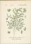 antiquarisches Buch – Hallier, Dr – Chromolithographie : Kahles Bruchkraut. Herniaria glabra L. Caryophylleae. Auch: Christenschweiß, Dürrkraut, Glattes Tausendkraut, Harnkraut, Jungfernkraut, Kuckucksseife, Nierenkraut, Tausendkorn oder Passionsblümchen. – Bild 1