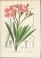 Hallier, Dr. Ernst (Hrsg.): Chromolithog