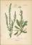 antiquarisches Buch – Hallier, Dr – Chromolithographie : Mundauf. Gänseblümchen-Lochschlund. Anarrhinum bellidifolium Desf. Scrophulariaceae. – Bild 1