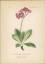 antiquarisches Buch – Hallier, Dr – Chromolithographie : Pracht-Aurikel. Pracht-Primel. Primula venusta Host. Primulaceae. – Bild 1