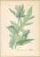 antiquarisches Buch – Hallier, Dr – Chromolithographie : Kohldistel. Kohl-Kratzdistel. Cirsium oleraceum Scopoli. Compositae. Syn. Cnicus oleraceus L. Carduus acanthifolius Lam. – Bild 1