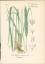 antiquarisches Buch – Hallier, Dr – Chromolithographie : Waldgerste. Elymus europaeus L. Hordeaceae. Syn. Hordeum cylindricum Murray, H. silvaticum Villain. – Bild 1
