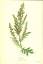 Beifuss (Artemisia vulgaris). Kunstdruck