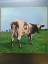 Pink Floyd: Atom heart mother