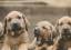 Postkarte: 3 tapsige Hunde - 2004