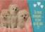 Postkarte: Drei Hunde in weiss