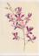 Postkarte: Dendrobium arcuatum Java