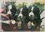 Postkarte: Drei Hunde im Kinderwagen