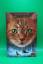 Erin Hunter: Warrior Cats - Stimmen der 