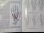 gebrauchtes Buch – Schmidt, Hans M – Chirurgische Anatomie der Hand +++ Schmidt u. Lanz +++ Handchirurgie TOP!!! – Bild 7