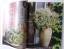 gebrauchtes Buch – Ute Frieling-Huchzermeyer – Landlust July/August 2014  zwischen Majoran und Dill – Bild 8