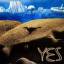 Yes: Sweet Dreams (noch original eingesc