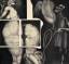 gebrauchtes Buch – Ernst Fuchs – Venus Kentaura. [1972]. [Signierte Radierung / signed etching]. – Bild 3
