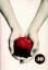 Stephanie Meyer: twilight