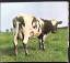 gebrauchter Tonträger – Pink Floyd – Atom Heart Mother (Remastered) – Bild 1