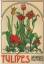 Stork, Adelaide L.: Tulipes sauvages et 