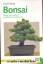 Horst Daute: Bonsai