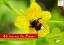 Wir tun was für die Bienen. Ratgeber für