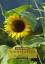 Adrian Wehlte: Sommer Lieder und Medleys Adrian Wehlte: Sommer Lieder und Medleys