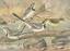 Naumann: Weisse Bachstelze. Motacilla al