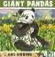 Gail Gibbons: Giant Pandas