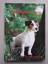 Jack Russell Terrier - Plummer, David Br