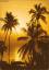 1046869 Palmenstrand Tropical Sunrise