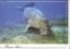 1091983 - Marsa Alam - Rotes Meer - Dugo