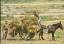 Farmers stacking hay on cart - Xaghra-Go