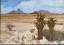 Spitzkoppe, Palme, Wüste, Namibia, Geste