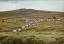 Rounding up Sheep on Dartmoor, Devon, 19