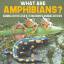 Baby: What are Amphibians? Animal Book A