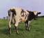 Pink Floyd: Atom Heart Mother (Remastere