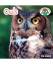 Wil Mara: Owls