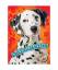 gebrauchtes Buch – Mari C. Schuh – Dalmatians – Bild 1